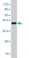 NEK2 Antibody (monoclonal) (M02)